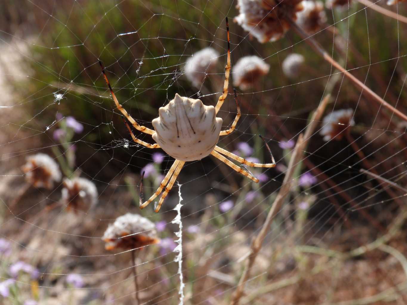 Argiope lobata; pose insolite - S. Teresa Gallura (OT)